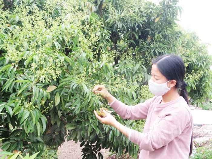 450 ha of lychee cultivated under GlobalGAP standard